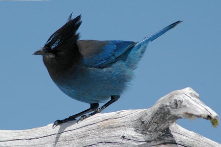 Stellar's Jay