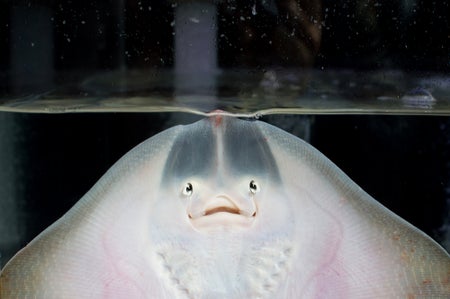 Stingray in aquarium