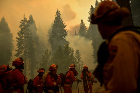 Firefighters in a smoke-filled forest.