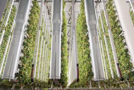 A view from the ground of multiple rows of vertically farmed strawberries.