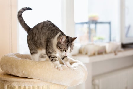 Tabby cat kneading her cushion