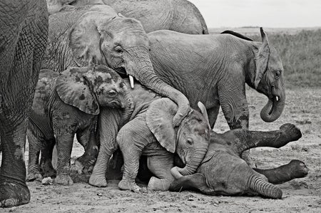 Group of elephants playing.