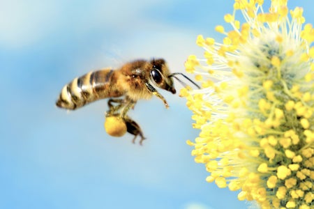 ee gathering nectar (with copyspace) - stock photo Close-up of a bee flying to a willow tree blossom going to gather nectar on blue sky background.