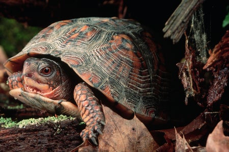 Eastern box turtle close-up on forest floor