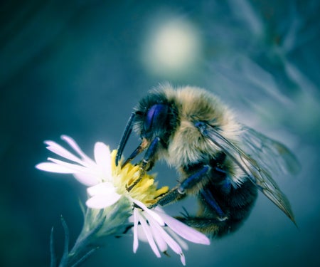 Bee on white flower with white light in background.