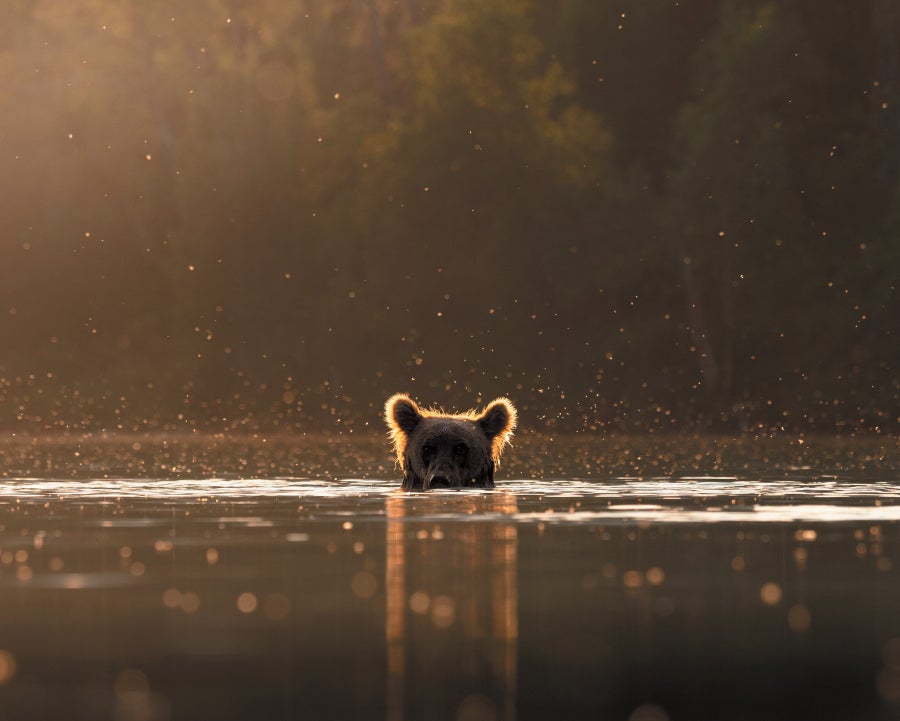 A grizzly bear poking its head out of a body of water