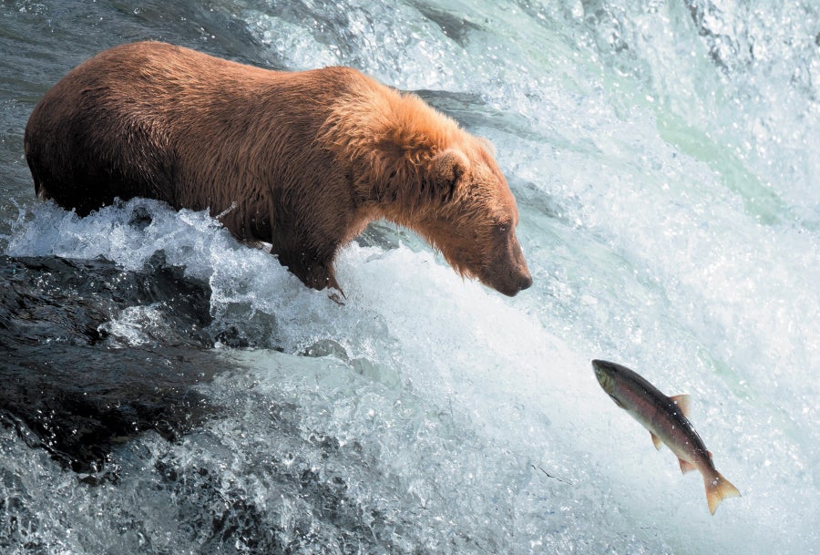 A grizzly bear catching a fish