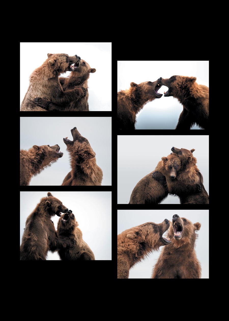 Six images of bears fighting