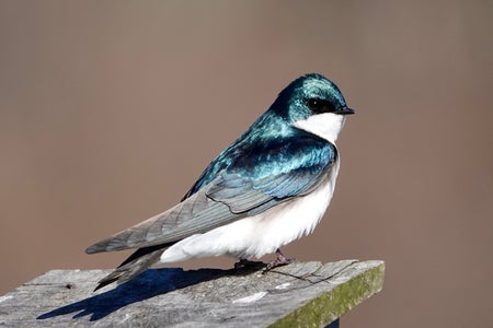 Blue, grey, black and white bird sitting on a piece of wood.