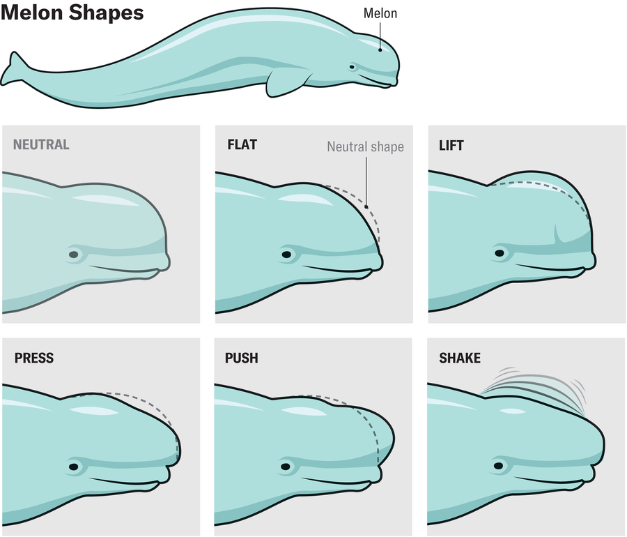 Graphic shows beluga whale head with melon in neutral shape and five different variations: flat, lift, press, push and shake.