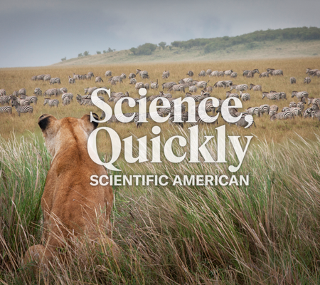 Lioness watching zebras